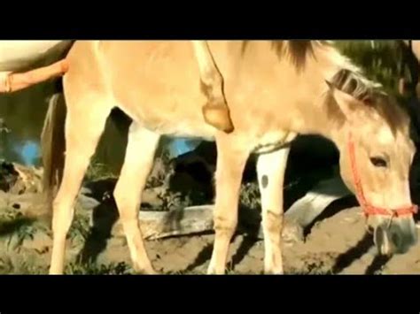 Horse Mating With Pig Animals Mating Animals Funny Super Donkey Horse ...