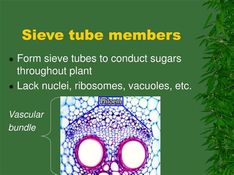 PPT - PLANT STRUCTURE AND FUNCTION PowerPoint Presentation, free download - ID:1153180