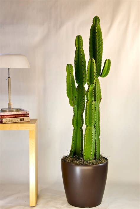 Cactus | Candelabra Tree - Houston Interior Plants