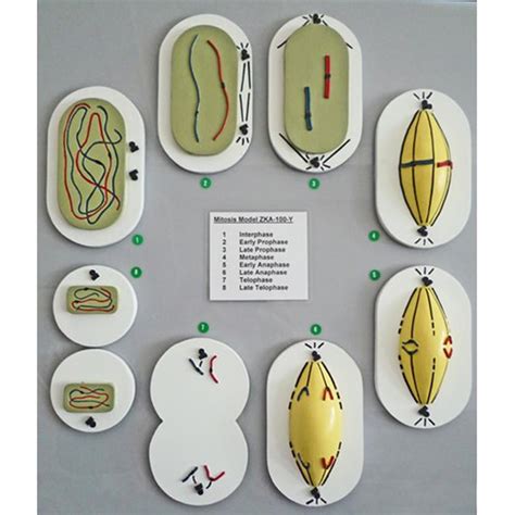 MITOSIS (MITOTIC CELL DIVISION) - Eduscience