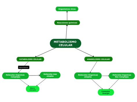 METABOLISMO CELULAR - Mind Map