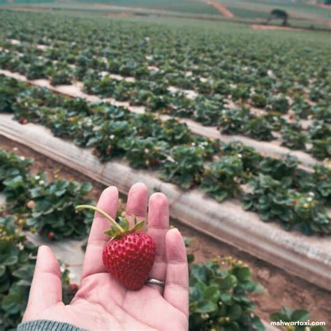 best 6 Mahabaleshwar strawberry farms locations | complete tour guide - MAHABLESHWAR TAXI