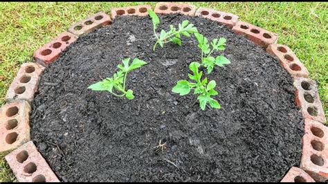 Growing Watermelon on a Hill to Save Garden Space - YouTube