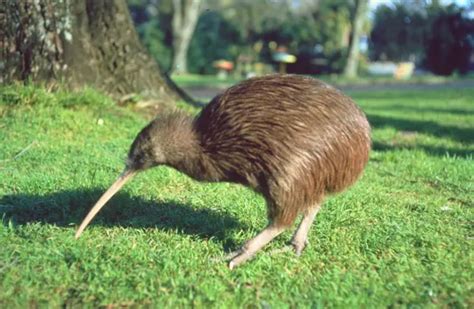 kiwi bird physical characterstics - Birds Flight