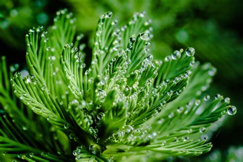 Green plants micro photography, parrot, watermilfoil HD wallpaper ...