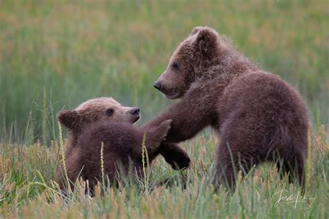 Grizzly/Brown Bear Cubs play fighting pictures | Alaska | USA | Photos ...