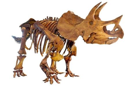 Triceratops: Three-horned face dinosaur : Dinosaurs