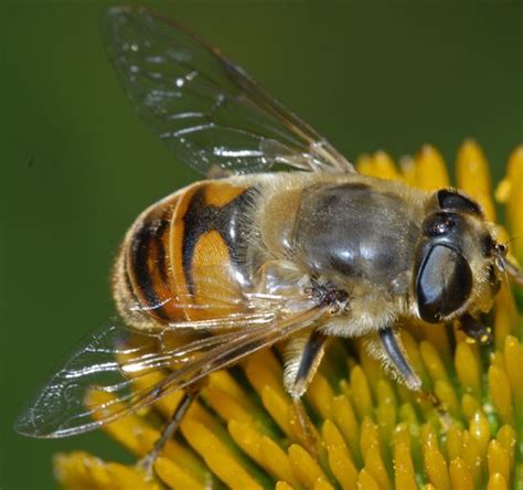 Eristalis tenax ?? - Eristalis tenax - BugGuide.Net | Insect ...