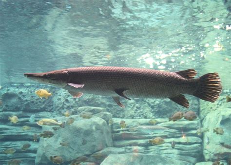 Alligator gar - Wikipedia