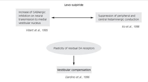 Mechanisms of action of L-sulpiride in vestibular system. | Download ...