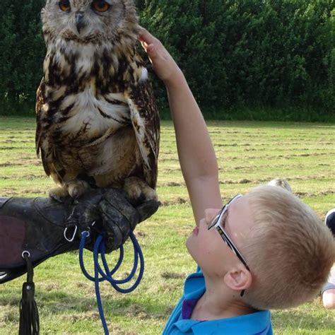 Beavers Falconry visit from Leeds Castle - 1st Sittingbourne S.A. Scouts