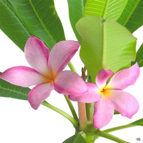 Tropical Plumeria — Green Acres Nursery & Supply