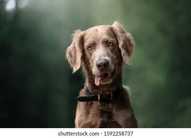 351 Long Haired Weimaraner Images, Stock Photos & Vectors | Shutterstock