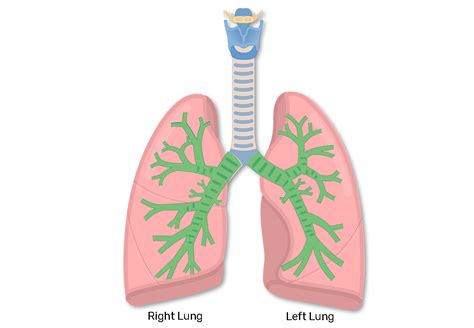 Lungs clipart bronchi, Picture #2931427 lungs clipart bronchi