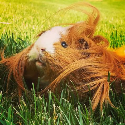 10+ Guinea Pigs With The Most Majestic Hair Ever (Photos) - Page 6 of 6 ...