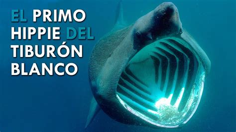 🦈 TIBURÓN PEREGRINO 🦈 Un MONSTRUO MARINO amigable ⛵ ANIMALOGIC en ESPAÑOL 🐵 Naturaleza Animal 🌴 ...