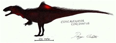 Concavenator by Dennonyx on deviantART