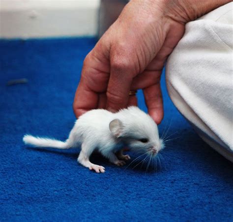 186 Baby Chinchillas That Will Melt Your Heart | Cute animals, Animals beautiful, Baby animals