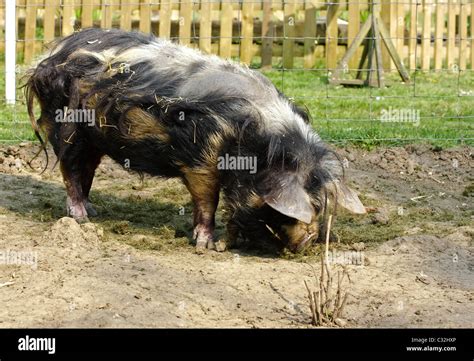 Coon coon pigs in a small holding Stock Photo - Alamy