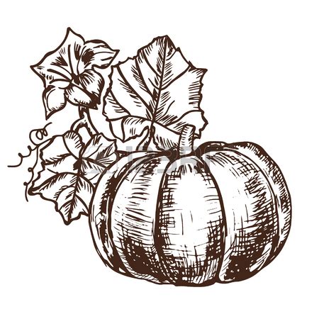 Pumpkin Leaf Drawing at GetDrawings | Free download