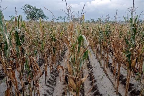 90 Persen Petani Jagung di Jatim Gagal Panen | Republika Online