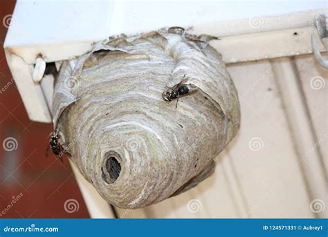 Bald Faced Hornets on Outside of Nest Stock Image - Image of nestnn ...