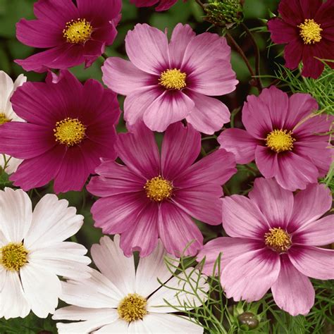 Cosmos Seeds - Cosmos Bippanatus Mix Flower Seed