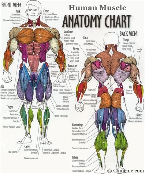 Muscle Groups Of The Human Body | Workout Up