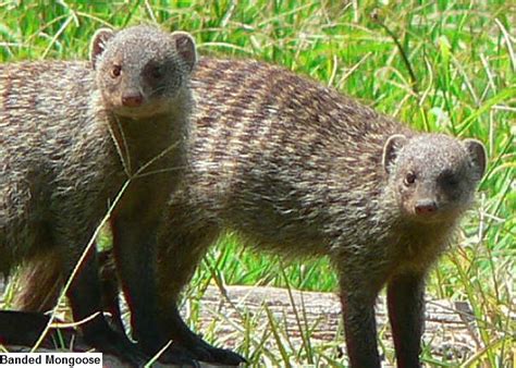 Mongoose Facts - Animal Facts Encyclopedia