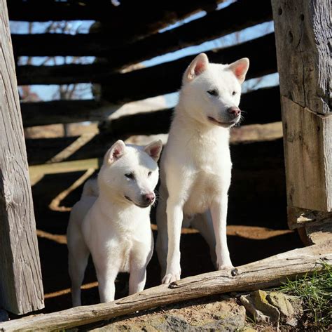 Akagawa Roushya in New York | Kishu Ken puppies | Good Dog