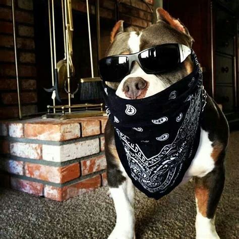 Thug bulldog | Pitbull dog pictures, Pitbulls, Bully dog