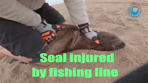 2 in 1 Seal pup rescue Namibia [Leatherman] [Animal rescue] - YouTube