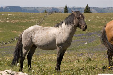 Blue Roan Mustang Stallion Pryor Mountain Wild Horse Range Stock Photo - Download Image Now - iStock