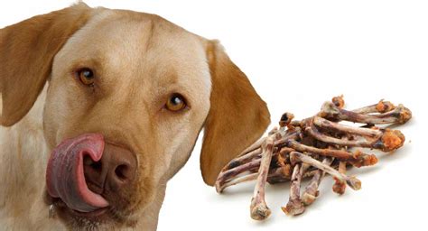 Will My Dog Be Okay If He Ate Chicken Bones? Discover The Truth! - Vet Advises