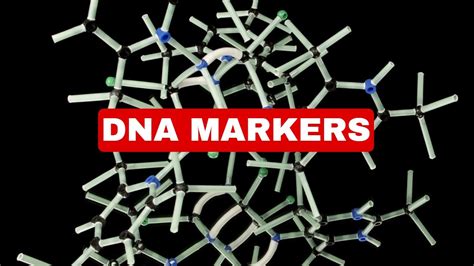 DNA Markers| Explained| Genetic Engineering - YouTube