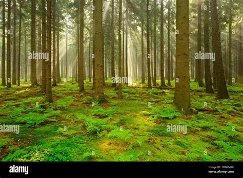 Sun shines through light spruce forest hi-res stock photography and images - Alamy