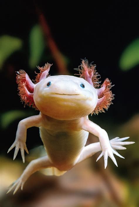 Pin von Vanessa Frederick auf Character inspo | Axolotl, Ausgestopftes tier, Unterwasser tiere