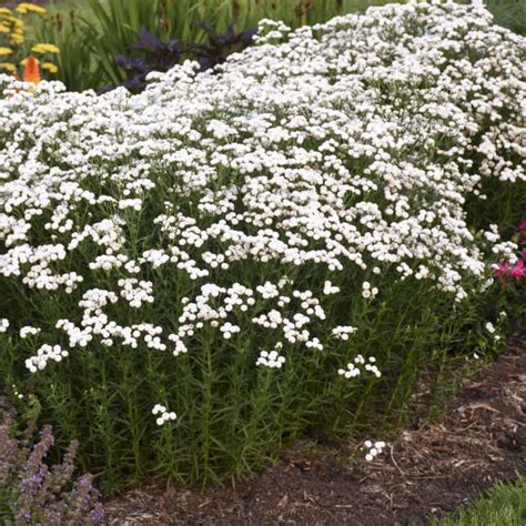 Photo Essay | 15 White Perennials | Perennial Resource