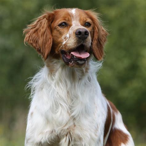 El spaniel bretón, una raza de perro vital, de buen carácter y muy sociable - Foto 1