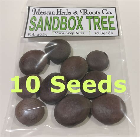 sandbox tree 10 seeds (Hura crepitans, possumwood, jabillo ) | eBay