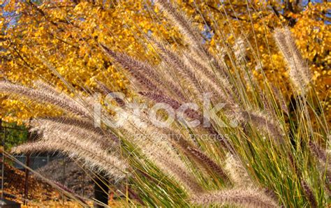 Cat Tail Plants Stock Photo | Royalty-Free | FreeImages