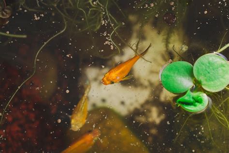 Premium Photo | Goldfish eating food in in aquarium