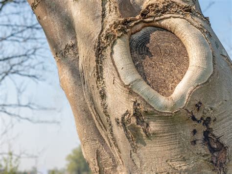 What Is A Tree Wound – How Do Trees Get Hurt