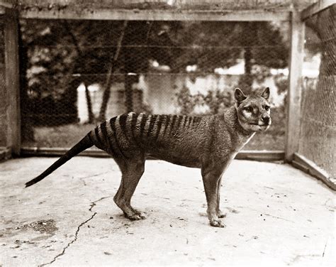 New study reveals that the Tasmanian tiger might have survived to 1980s or later | The National ...