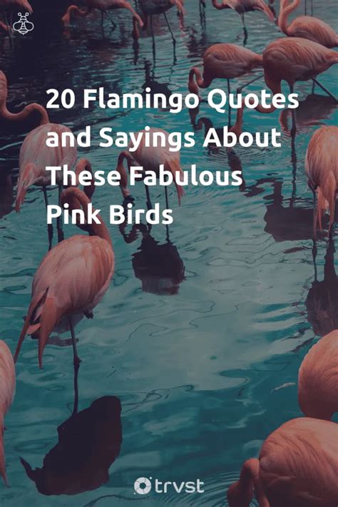 24 Flamingo Quotes and Sayings About These Fabulous Pink Birds