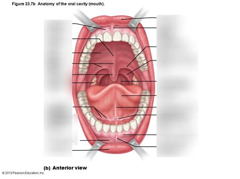 Labeling- oral cavity Diagram | Quizlet