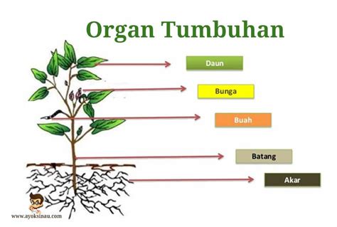 Tumbuhan Yang Batangnya Mengalami Modifikasi Struktur Dan Fungsi ...