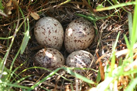 upland sandpiper nest | Chicopee, Massachusetts, USA - 30 Ma… | Flickr