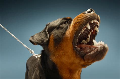 Ferocious Rottweiler Barking Stock Photo - Download Image Now - iStock