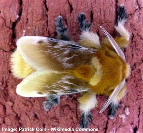 Fluffy, Fuzzy or Furry Moths - Identification (With Pictures and Names)